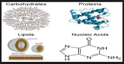 Functions of Biomolecules