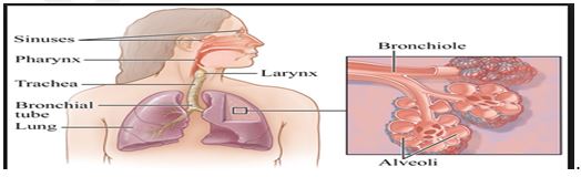 Respiratory System