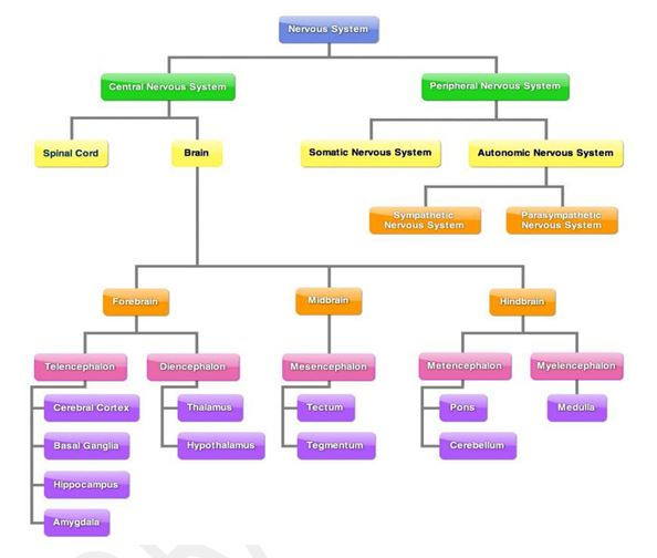 Nervous system