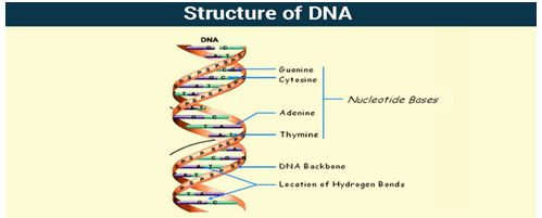 DNA: Deoxyribonucleic acid