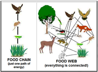 Food web and Food Chain