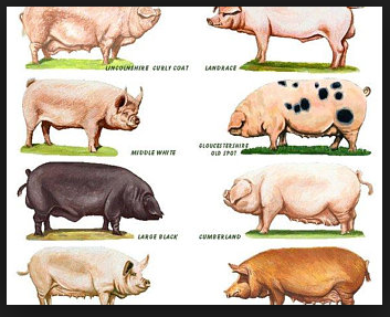 Pig Farming in India