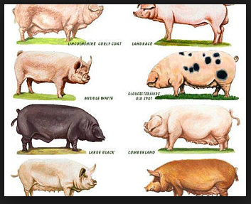 different types of pigs