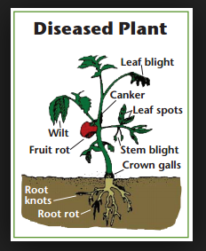 Plant pathogens 