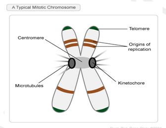 CHROMOSOMES