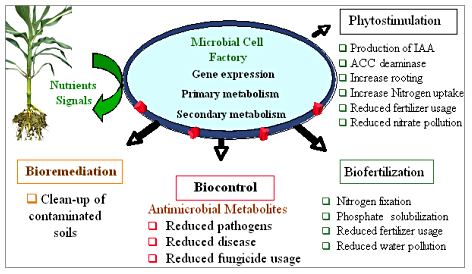 Bioremediation